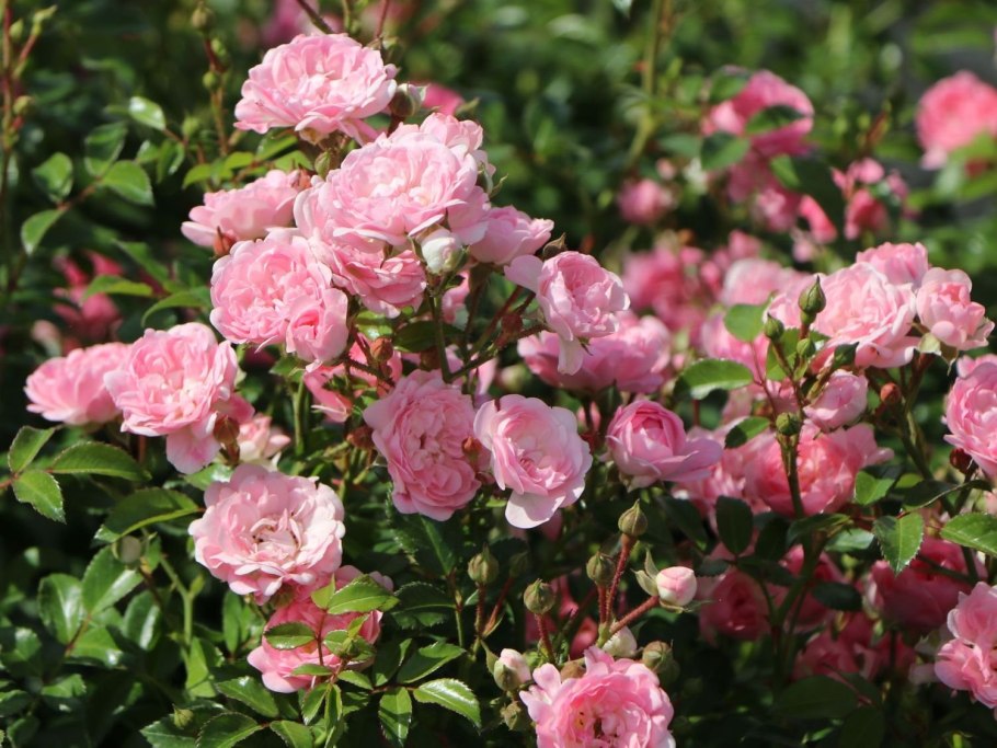 Роза шраб Боника