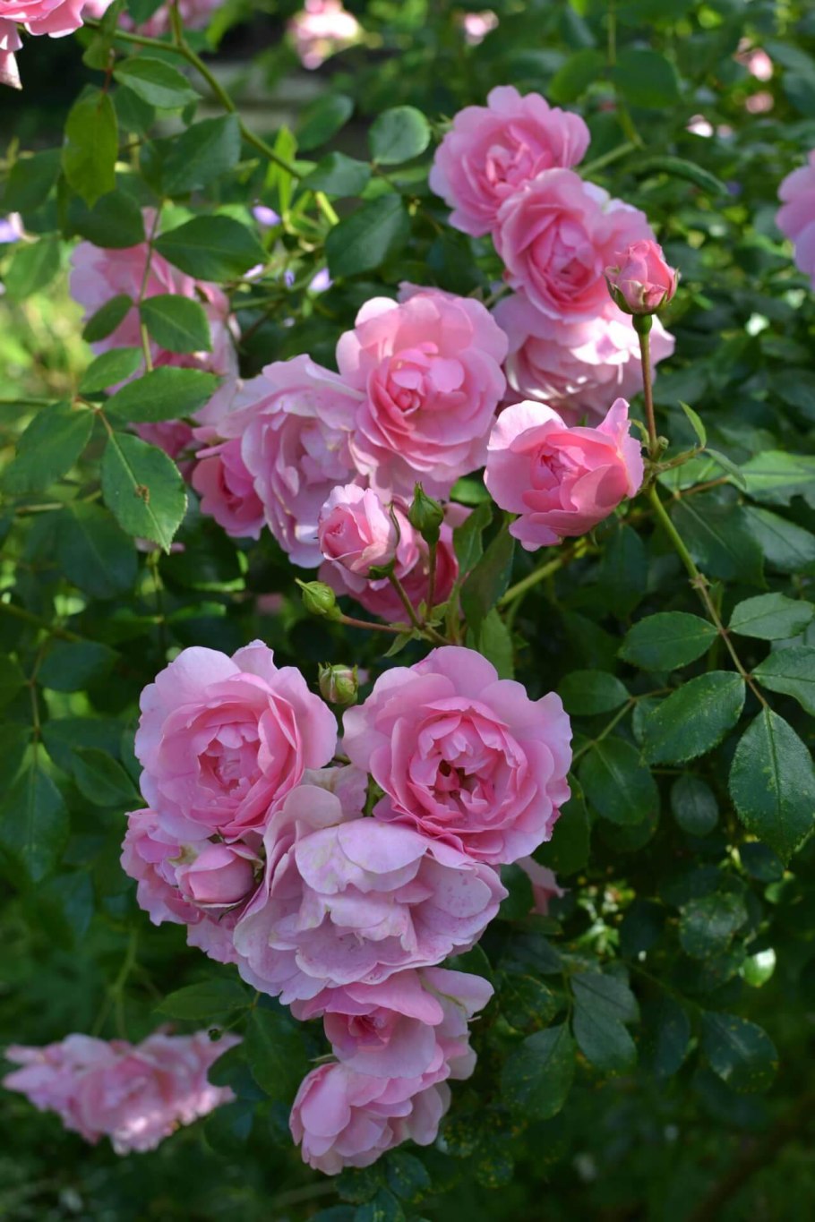 Роза шраб Боника