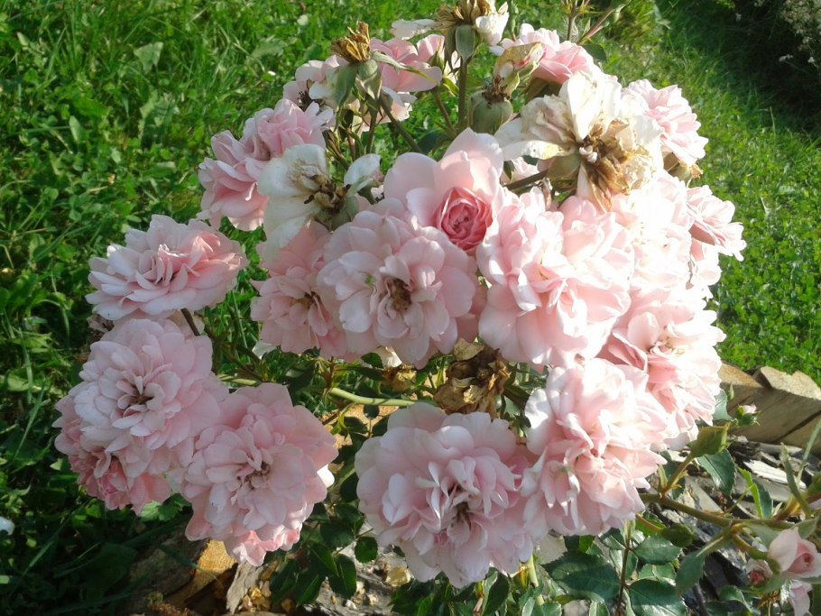 Роза флорибунда Боника