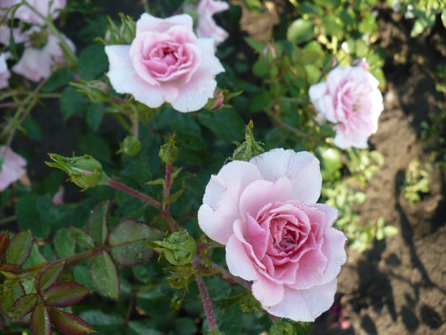 Роза Розарио