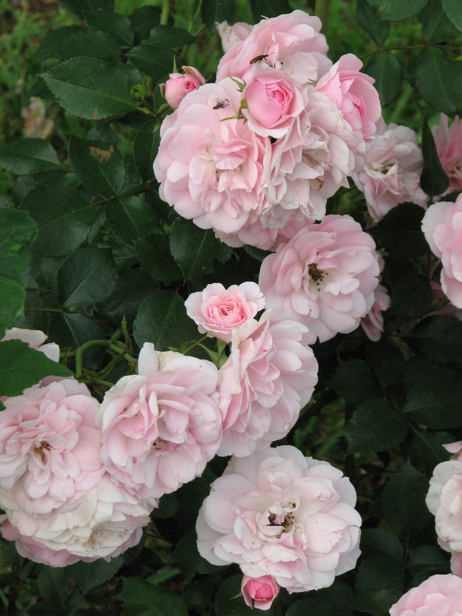 Роза почвопокровная Боника