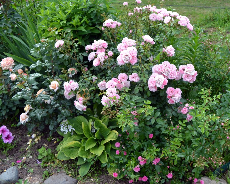 Роза полиантовая Боника