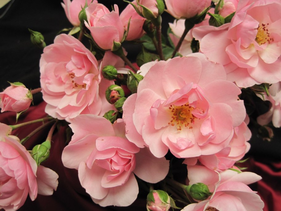 Роза пинк абунданс