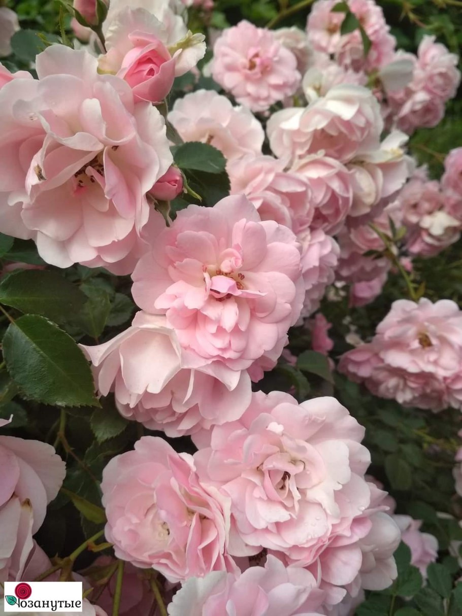 Роза Ванилла Боника