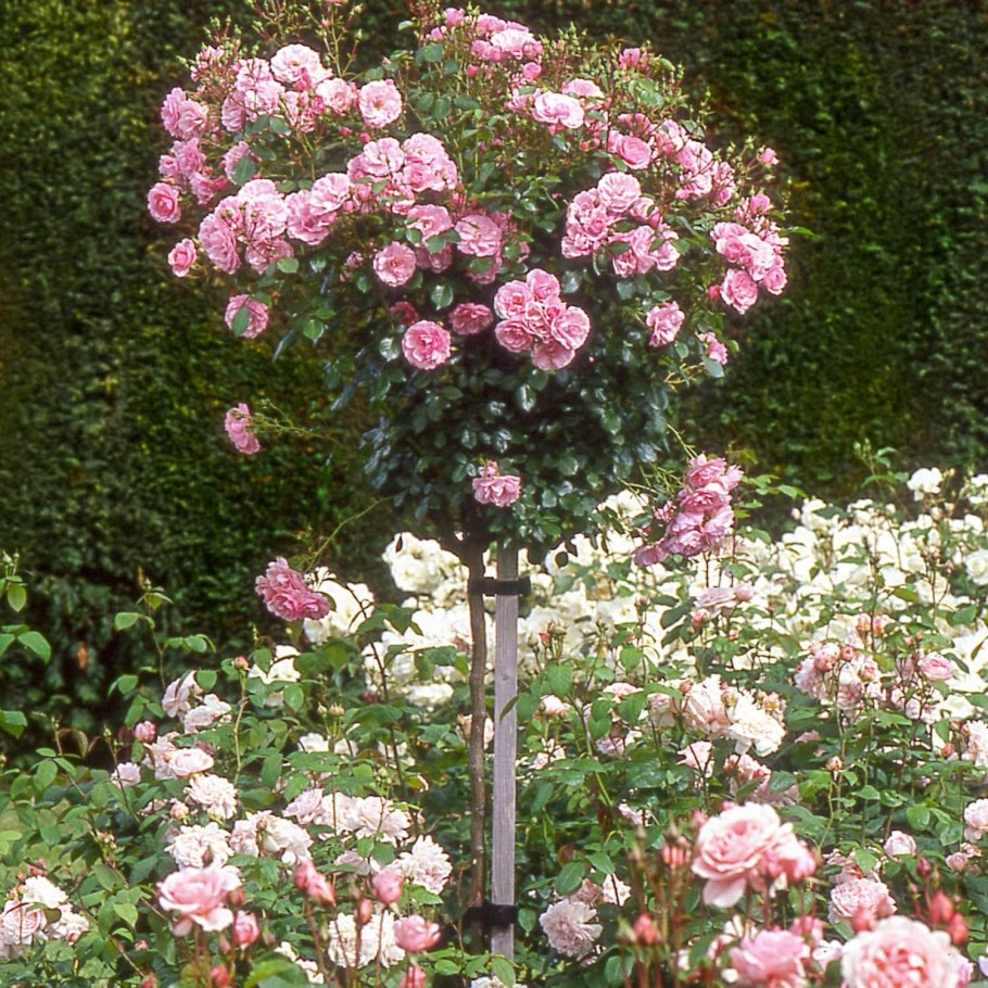 Роза флорибунда Боника 82