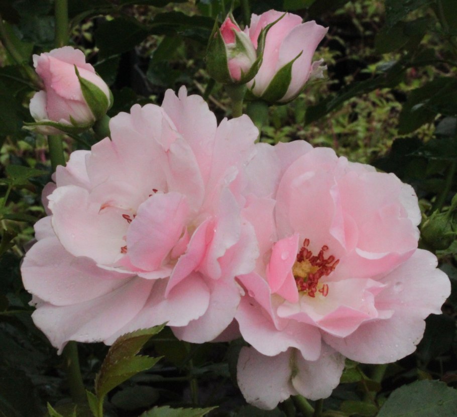 Роза Боника (20-40см/с3,5)