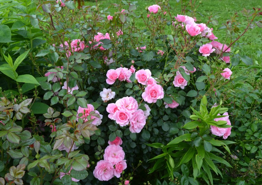 Роза флорибунда боника