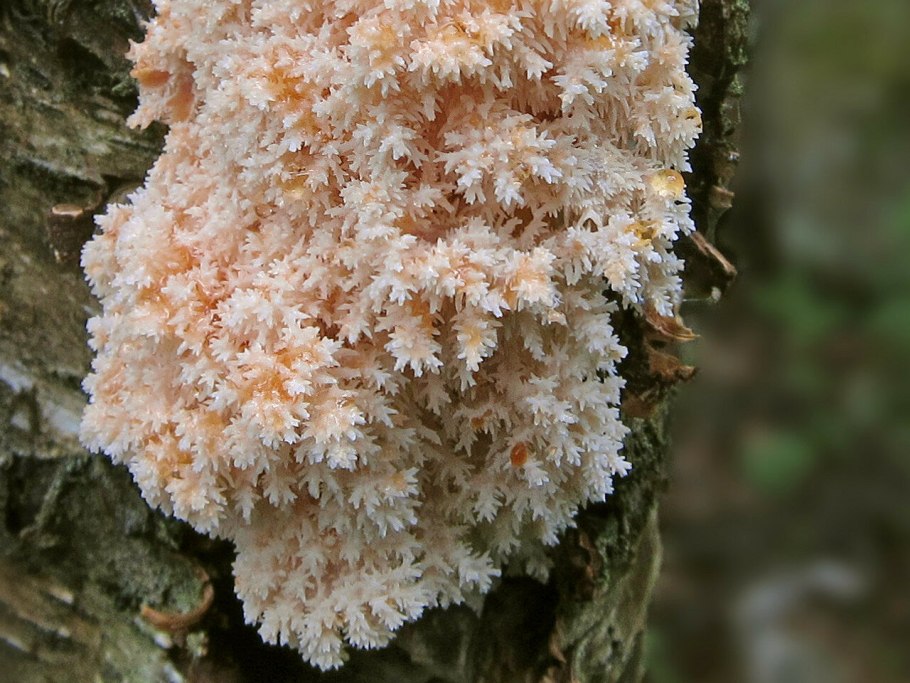 Кораллы белые на беж фоне