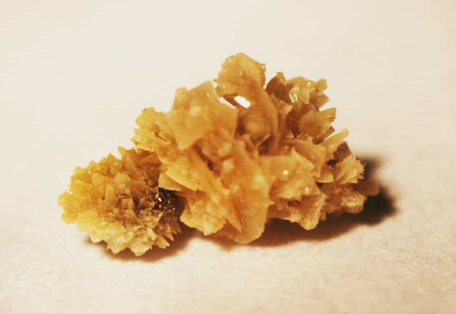 Ежовик коралловидный