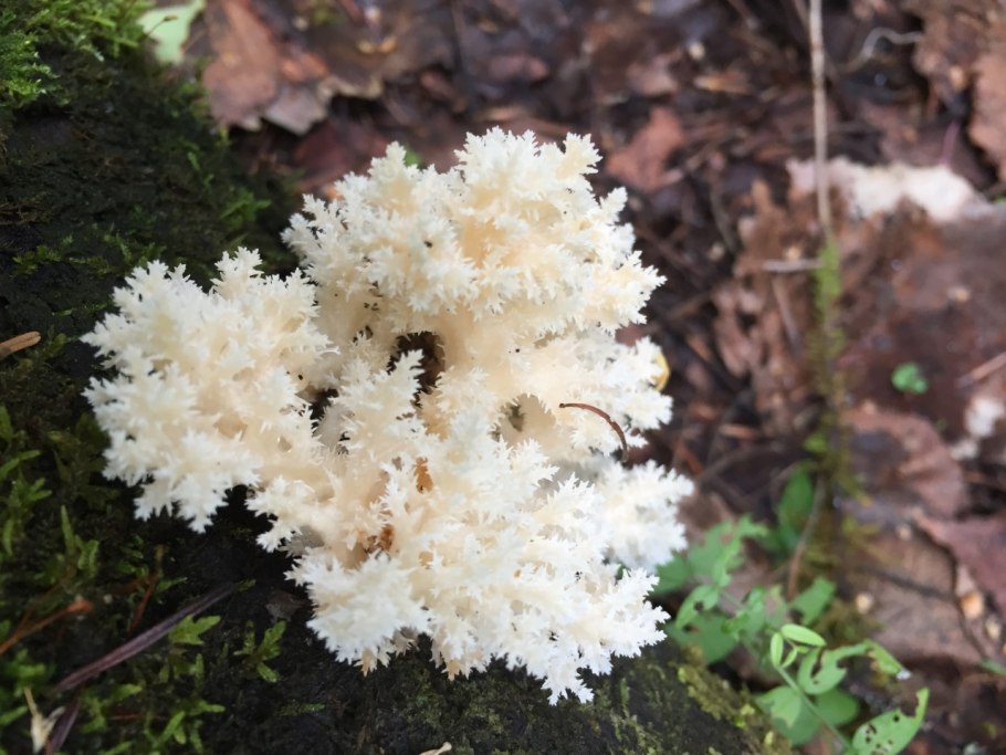 Кальций оксалатные камни