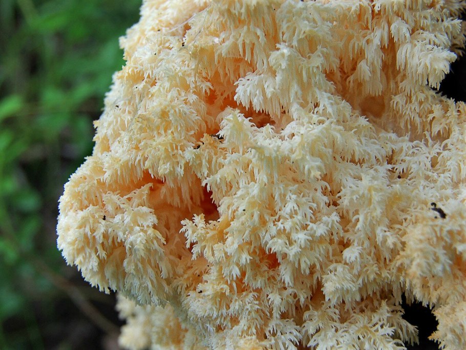 Гериций коралловидный желтый