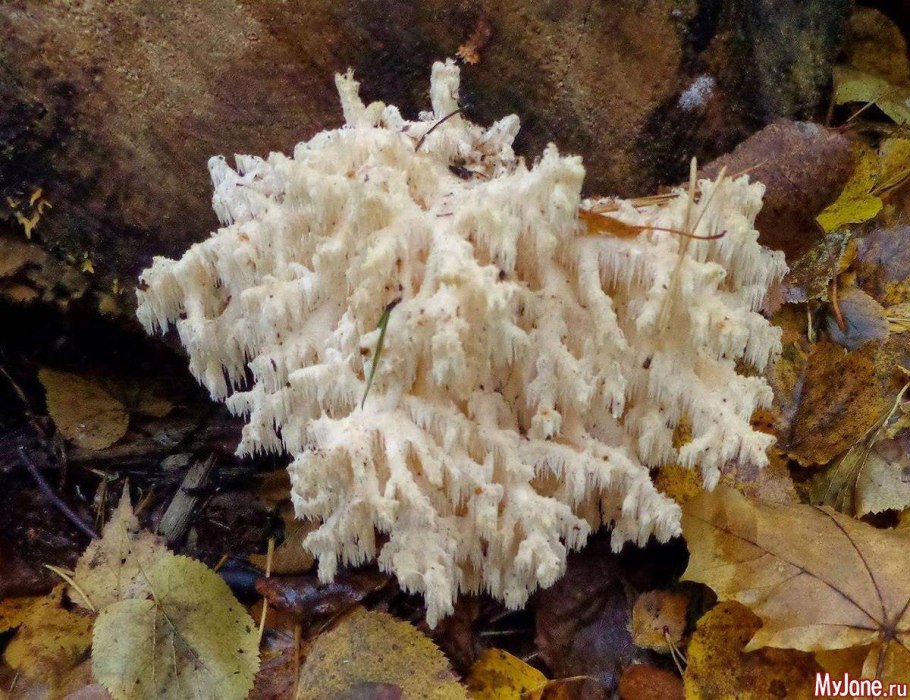 Камень похожий на коралл