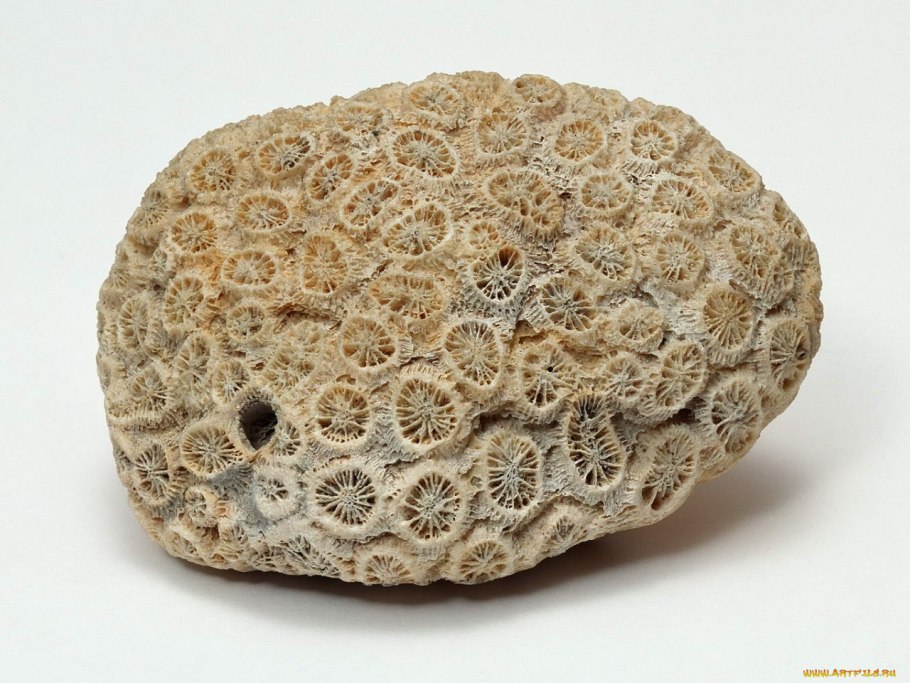 Почечный камень под микроскопом