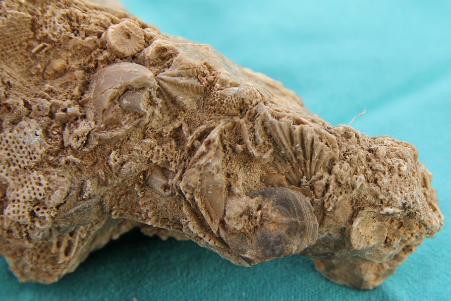 Ежовник обыкновенный гриб