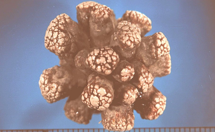 Ежовик коралловидный лечебный