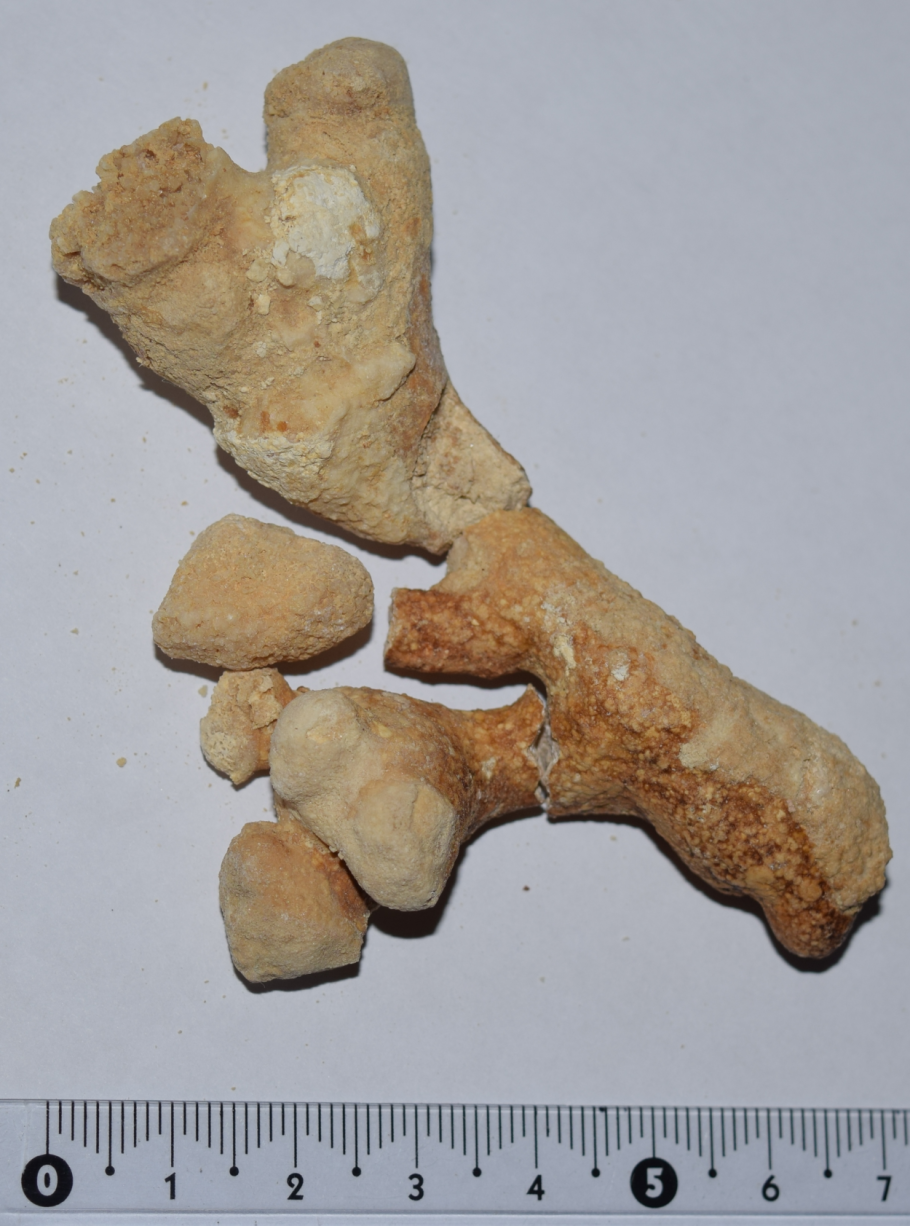 Ежовик коралловидный-гериций.