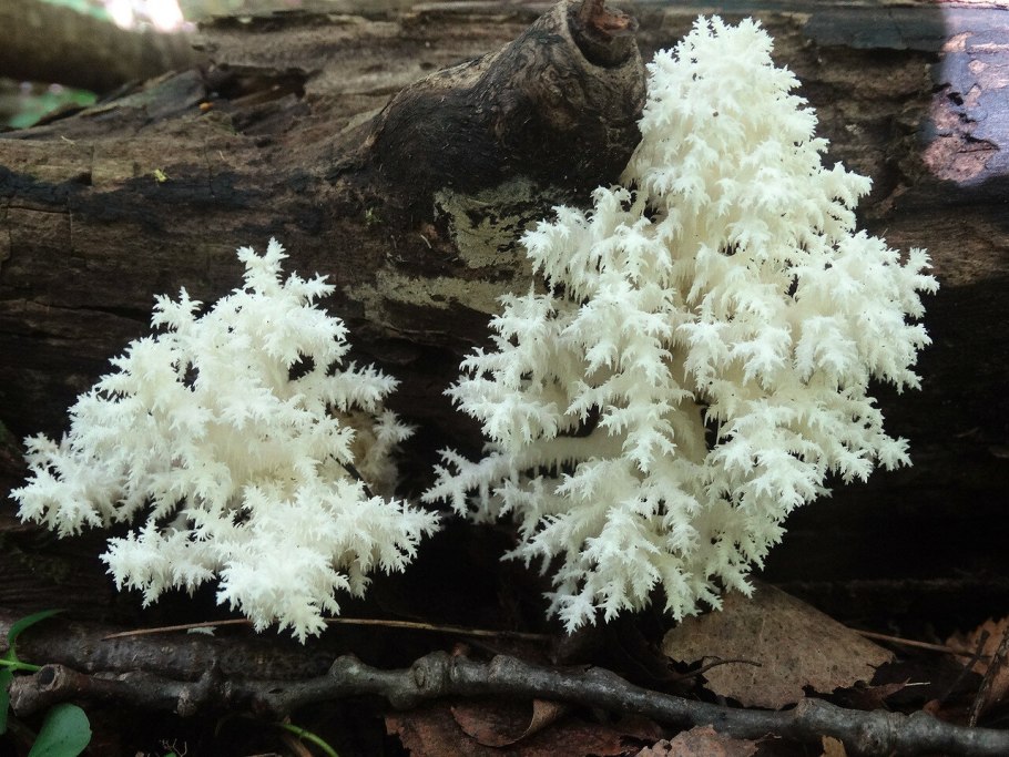 Ежовик коралловидный