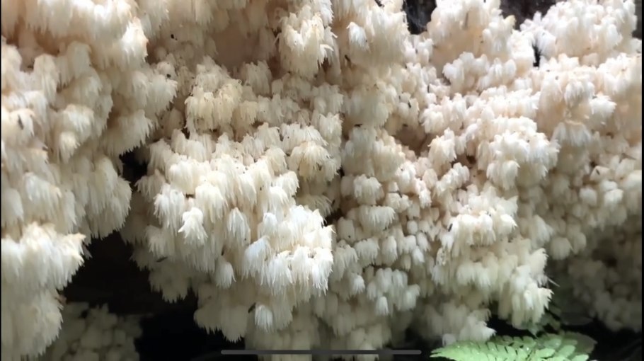 Трутовик коралловидный