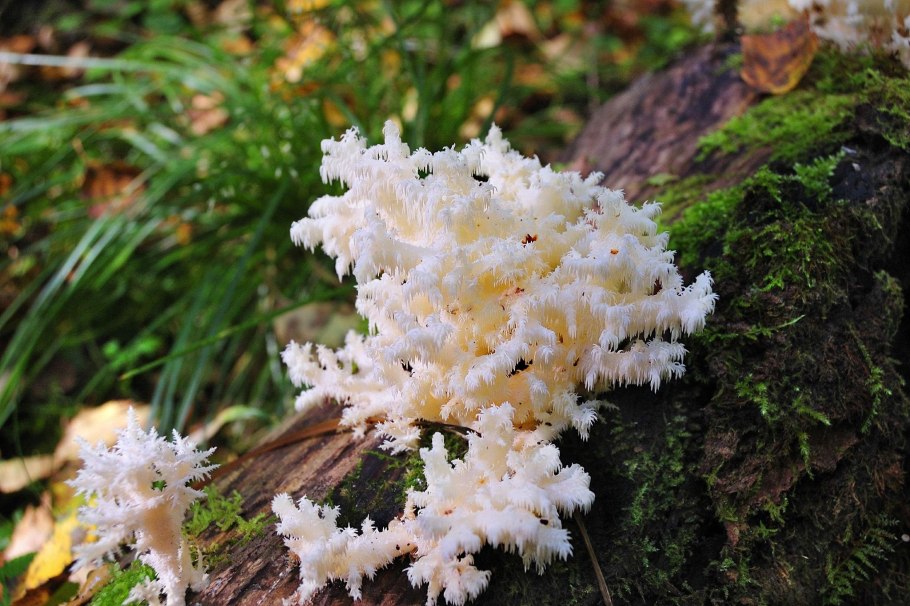 Камни в почке караловидные