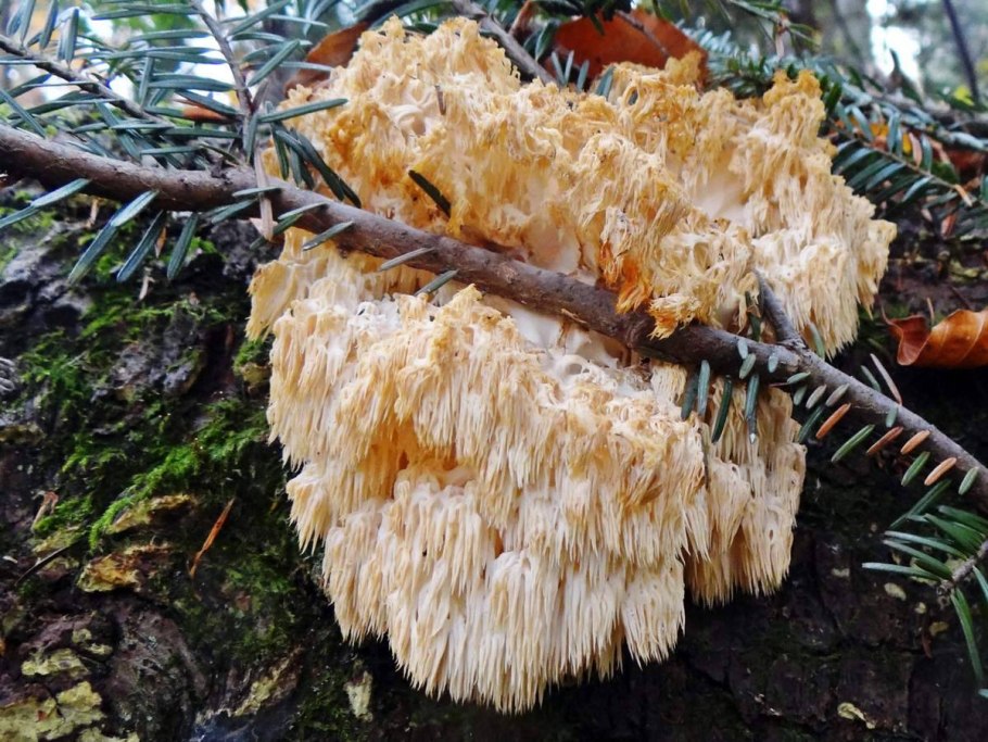 Фосфатно уратные камни в почках