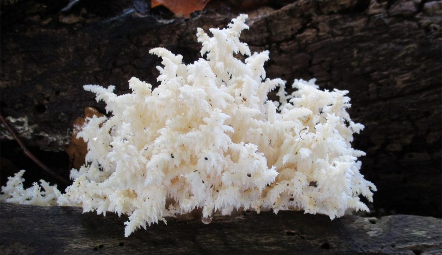 Гериций коралловидный