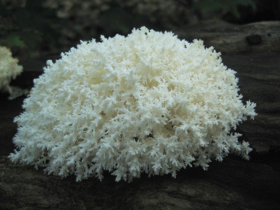 Оксалаты кальция камни в почках