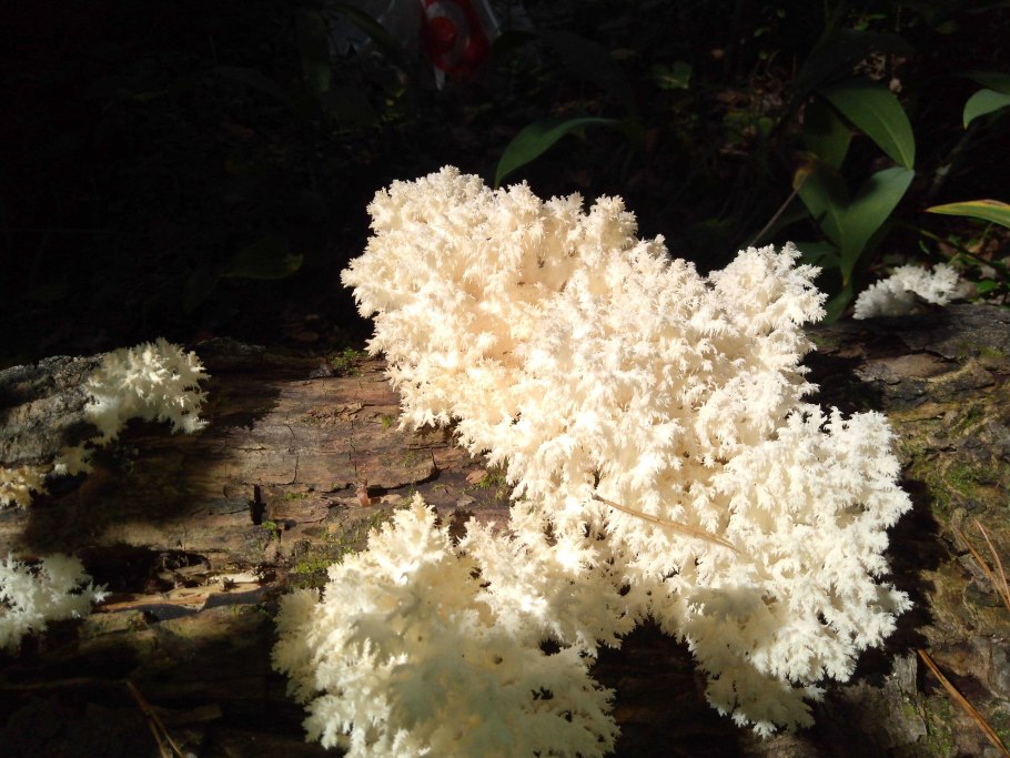 Мелкие камушки в почках