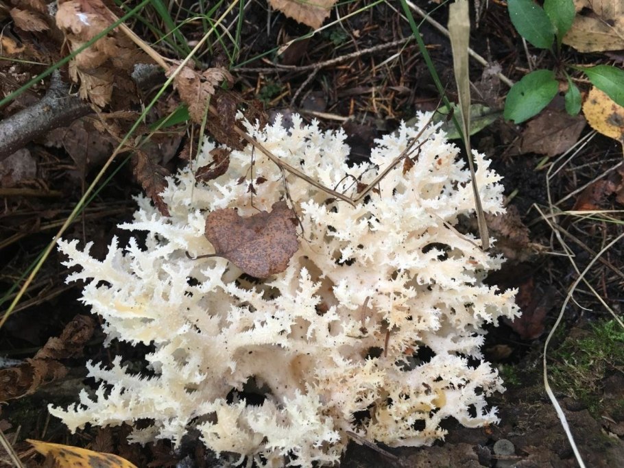 Ветка "коралл"