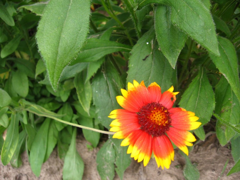Helianthus maximiliani