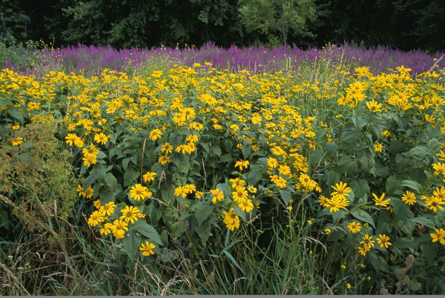 Гелиопсис дербенник