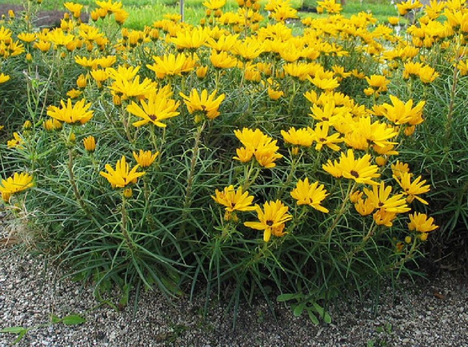 Гелиантус иволистный ( Helianthus salicifolia)