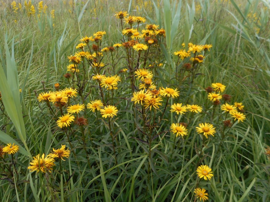 Девясил иволистный