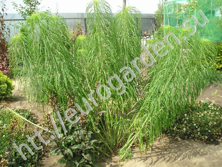 Подсолнечный иволистный растение