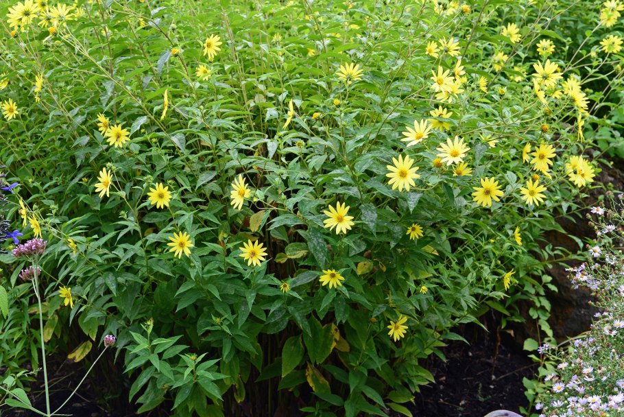 Подсолнечник Лемон Квин