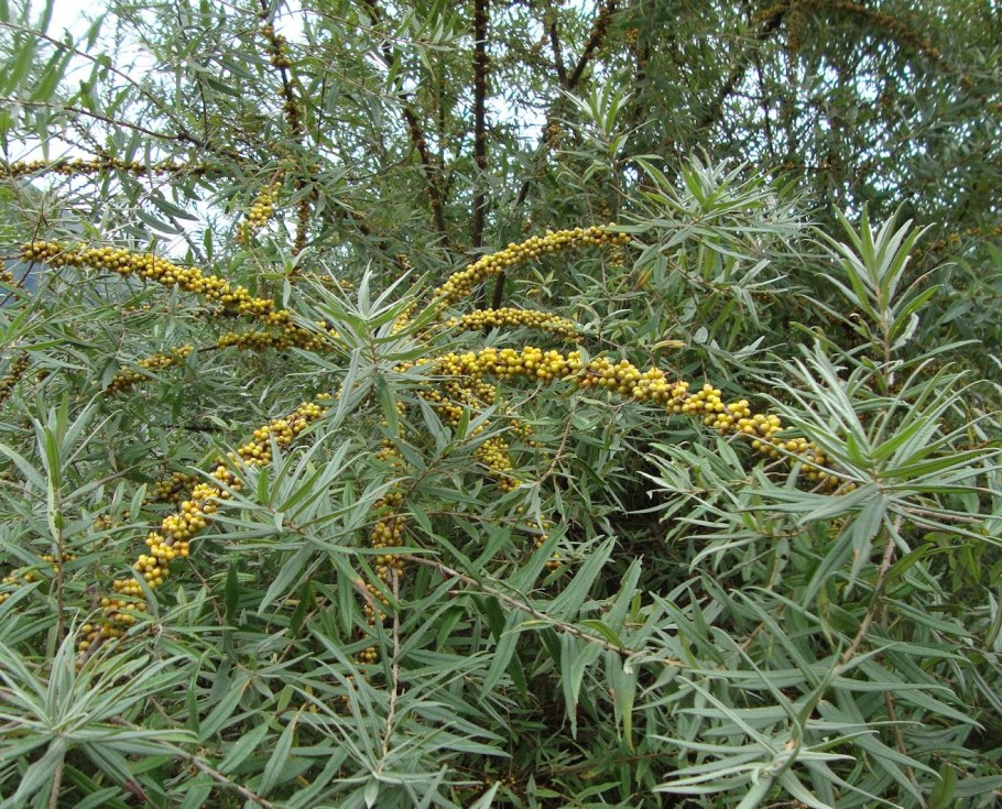 Гелиопсис многолетний подсолнечниковый