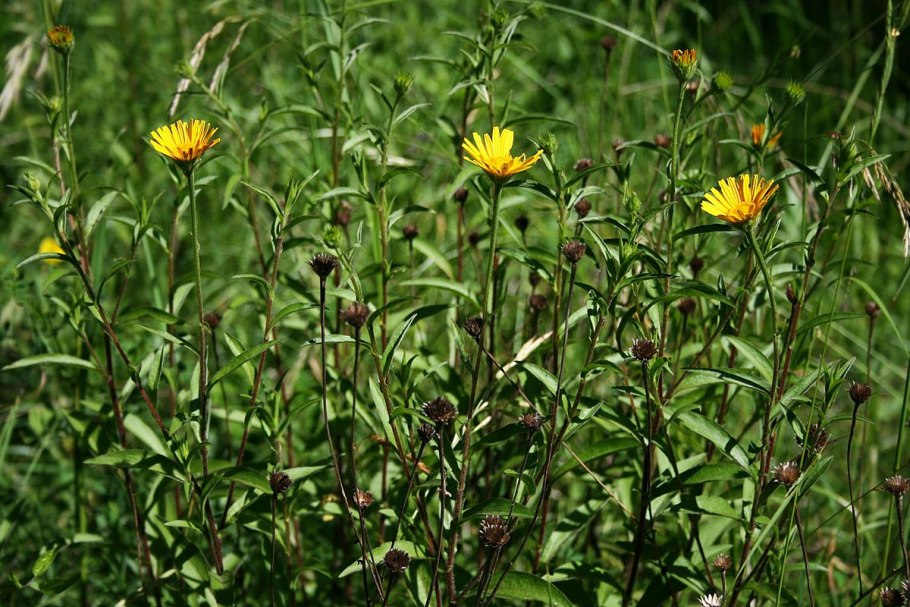 Buphthalmum salicifolium