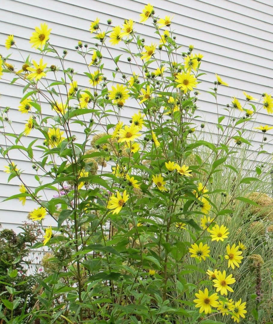 Гелиантус иволистный