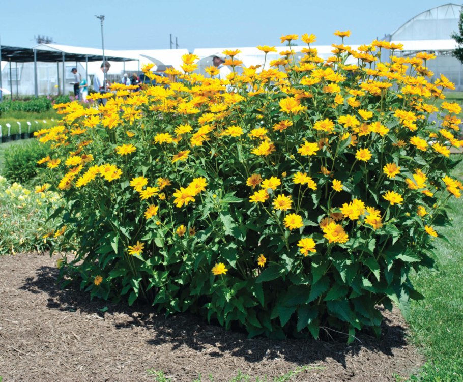 Подсолнечник однолетний Гулливер