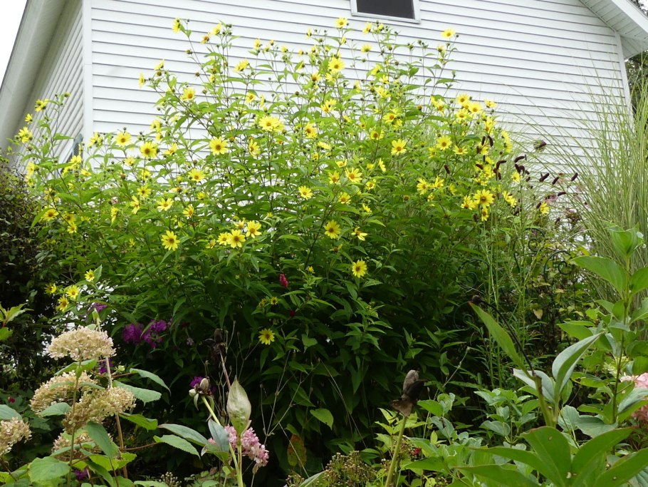 Сорт подсолнуха Антей