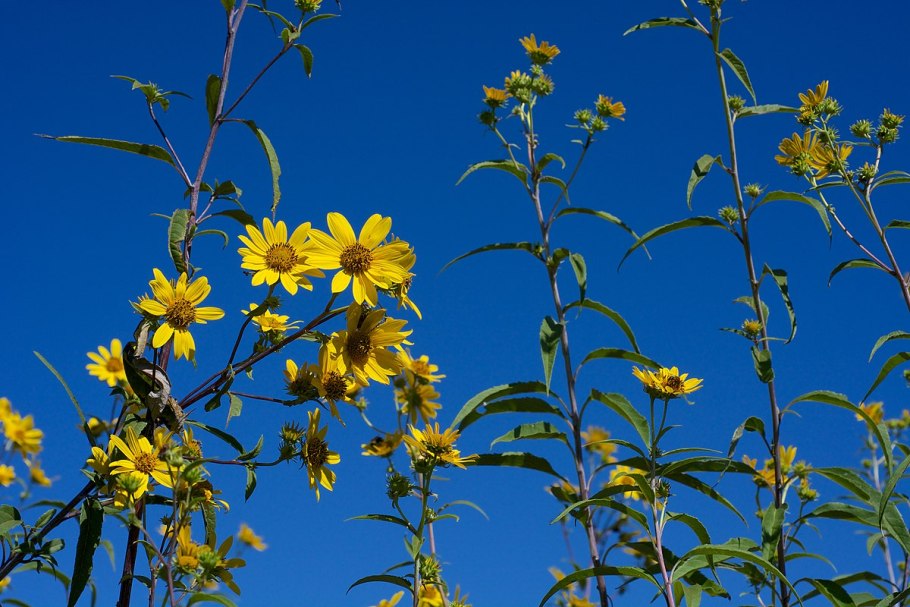 Гелиантус, подсолнечник однолетний