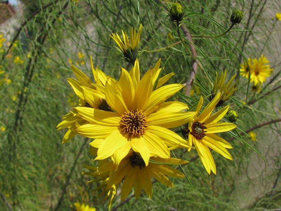 Helianthus salicifolius подсолнечник