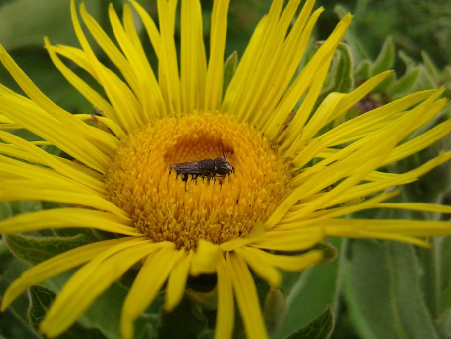 Девясил глазковый