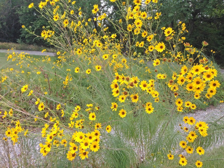Спирея посконник