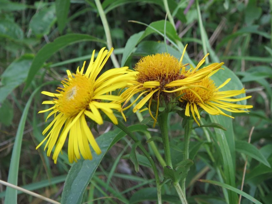 Helianthus maximiliani