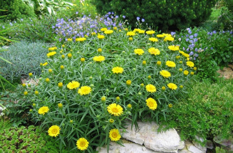 Топинамбур - Helianthus tuberosus.