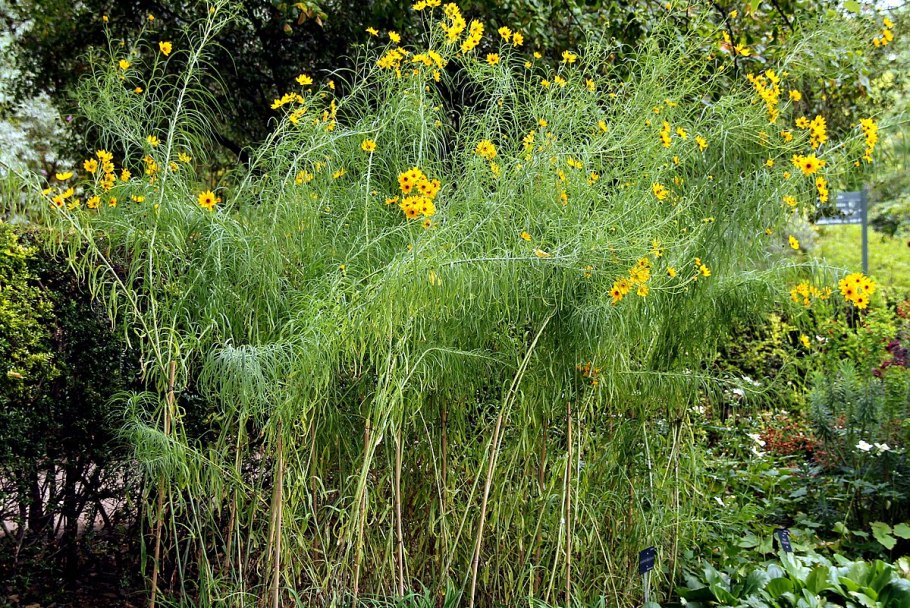 Salicifolius подсолнечника