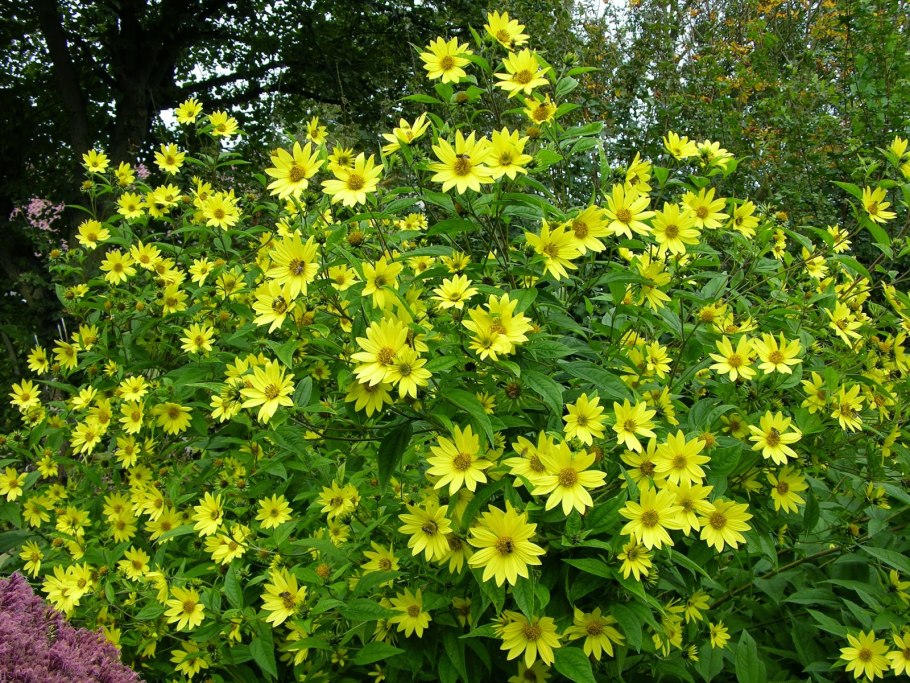 Helianthus 'Lemon Queen'