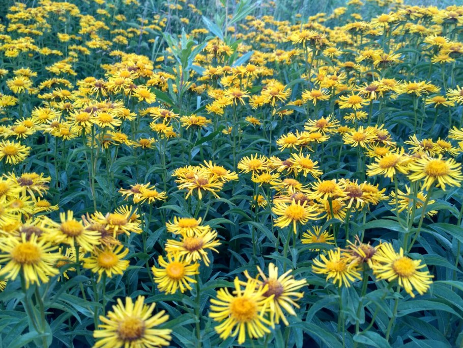 Девясил иволистный