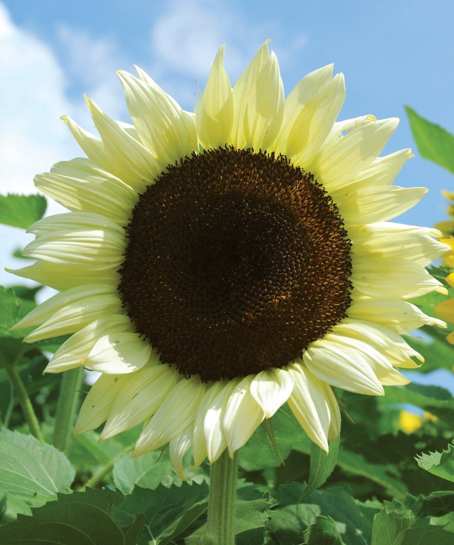 Турецкая семечка подсолнух