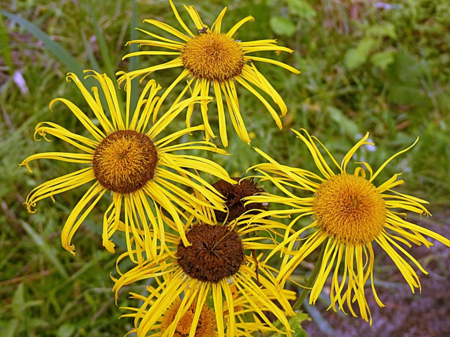 Полевые оранжевые многолетники